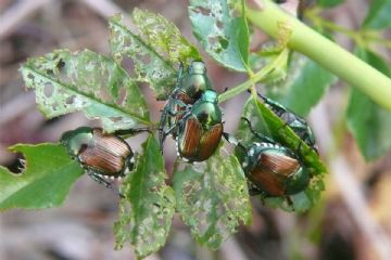 POPILLIA JAPONICA: informazioni per i Comuni ricadenti in zona infestata